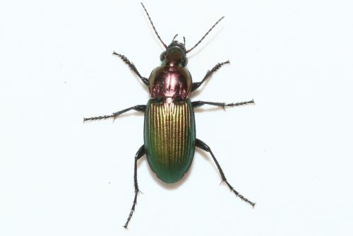 Réf. 181 822 : Poecilus kugelanni